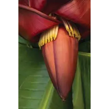 Fresh Banana Flowers