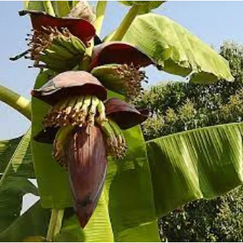 Fresh Banana Flower