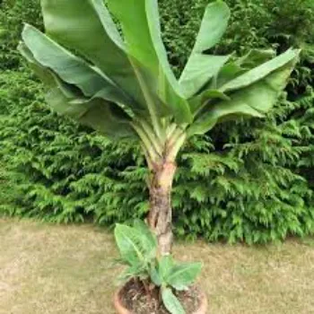 Banana Plants