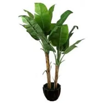 Banana Plants