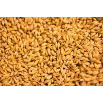 Barley