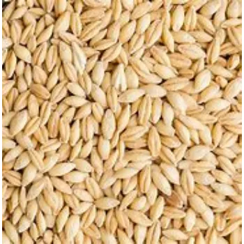 Barley