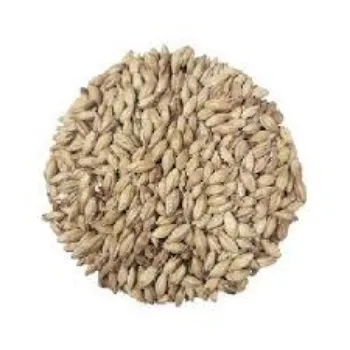 Barley