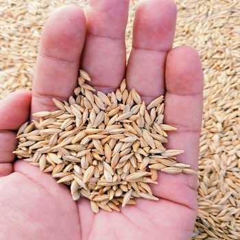 Natural Barley