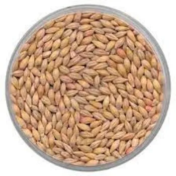  A  Maize Seed
