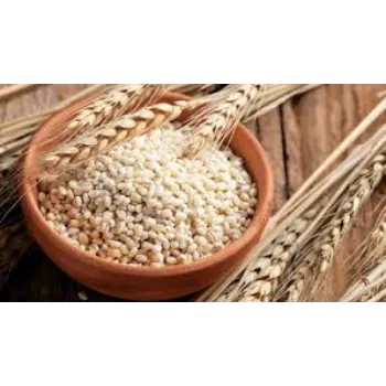 Common Barley