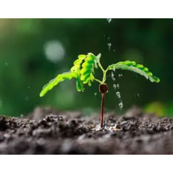Fresh Biofertilizer