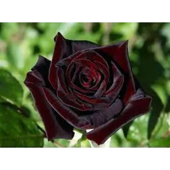 Fresh Black Rose Flowers