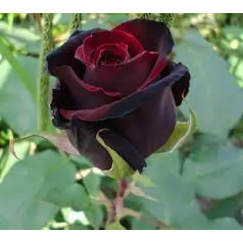 Fresh Black Rose