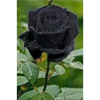 Fresh Black Rose