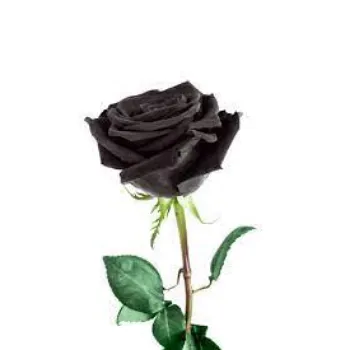 Organic Black Rose Flowers