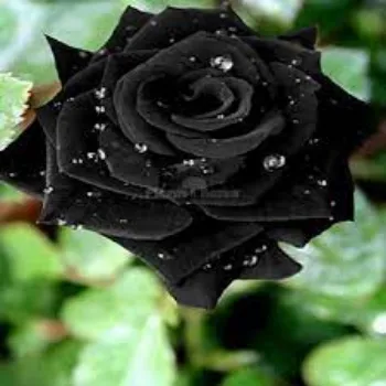 Fresh Black Rose Flowers