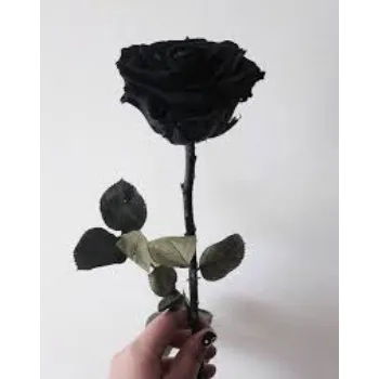 Black Rose