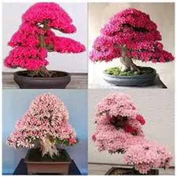 Bonsai Plant