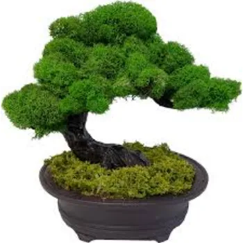 Fresh Bonsai Plant
