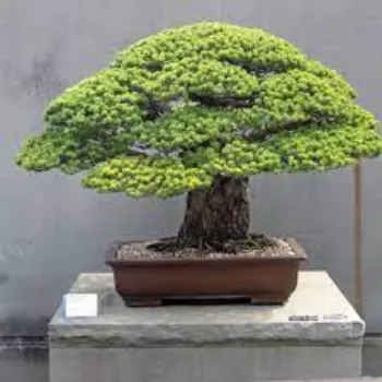 Natural Bonsai  Plant