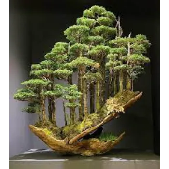 Organic Bonsai  Plant