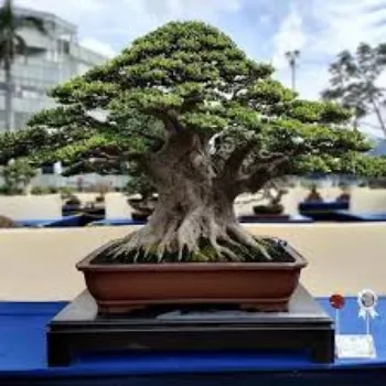 Natural Bonsai Plant