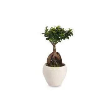 Natural Bonsai Plant