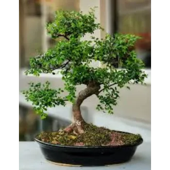 Organic Bonsai Plant