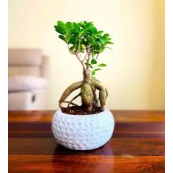 Natural Bonsai Plant