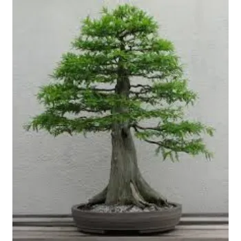 Organic Bonsai Plant