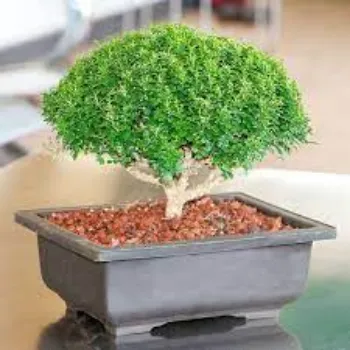 Organic Bonsai Plant