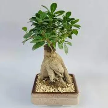 Organic Bonsai Plant