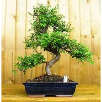 Common Bonsai Plant