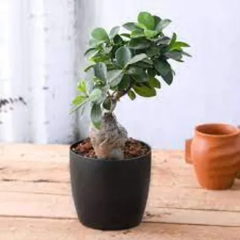 Organic Bonsai Plant