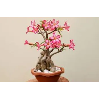 Organic Bonsai Plant