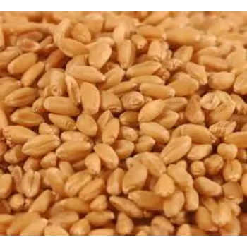  Broiler Feed