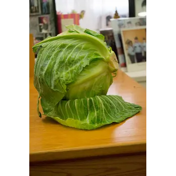Common Cabbage