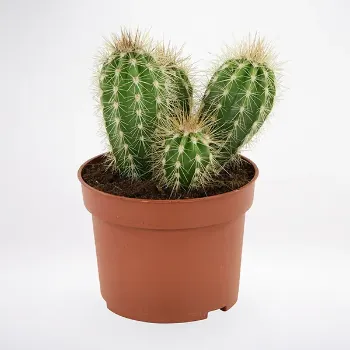 Cactus plants 