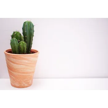 Cactus Plants