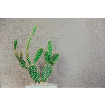 Cactus Plants