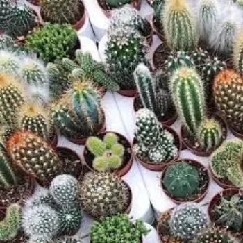 Organic Cactus Plant
