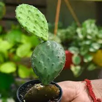 Organic Cactus Plant