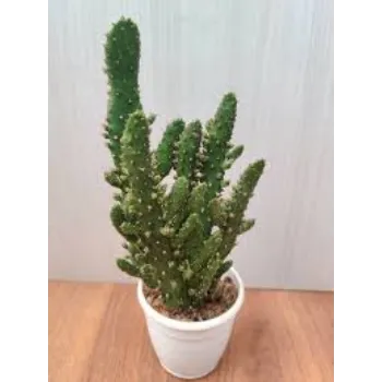 Natural Cactus Plant