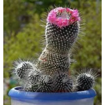Natural Cactus Plant