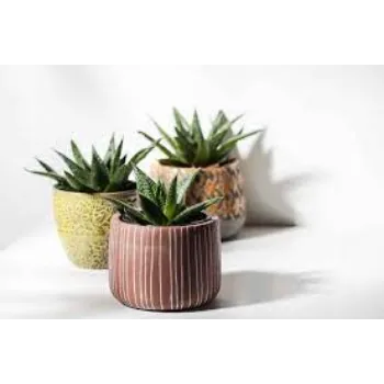 Organic Cactus Plant