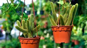 Cactus Plant
