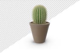 Organic Cactus Plant