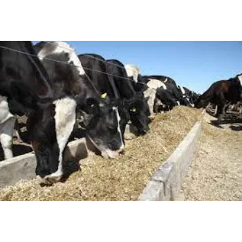 Cattle Feed Supplement