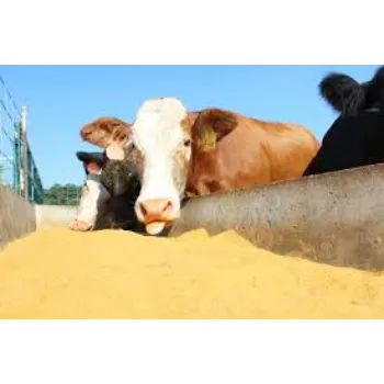  Cattle Food