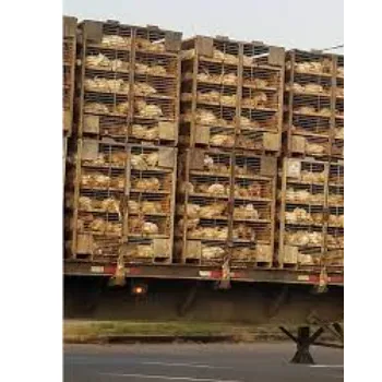 Chicken Transport Boxes