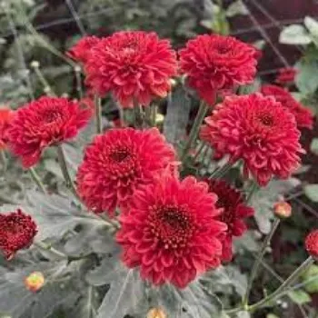 Chrysanthemum Plant
