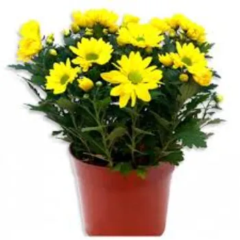 Chrysanthemum Plant