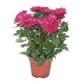 Chrysanthemum Plant