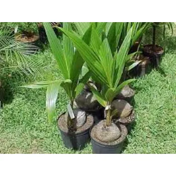 Coconut Plant